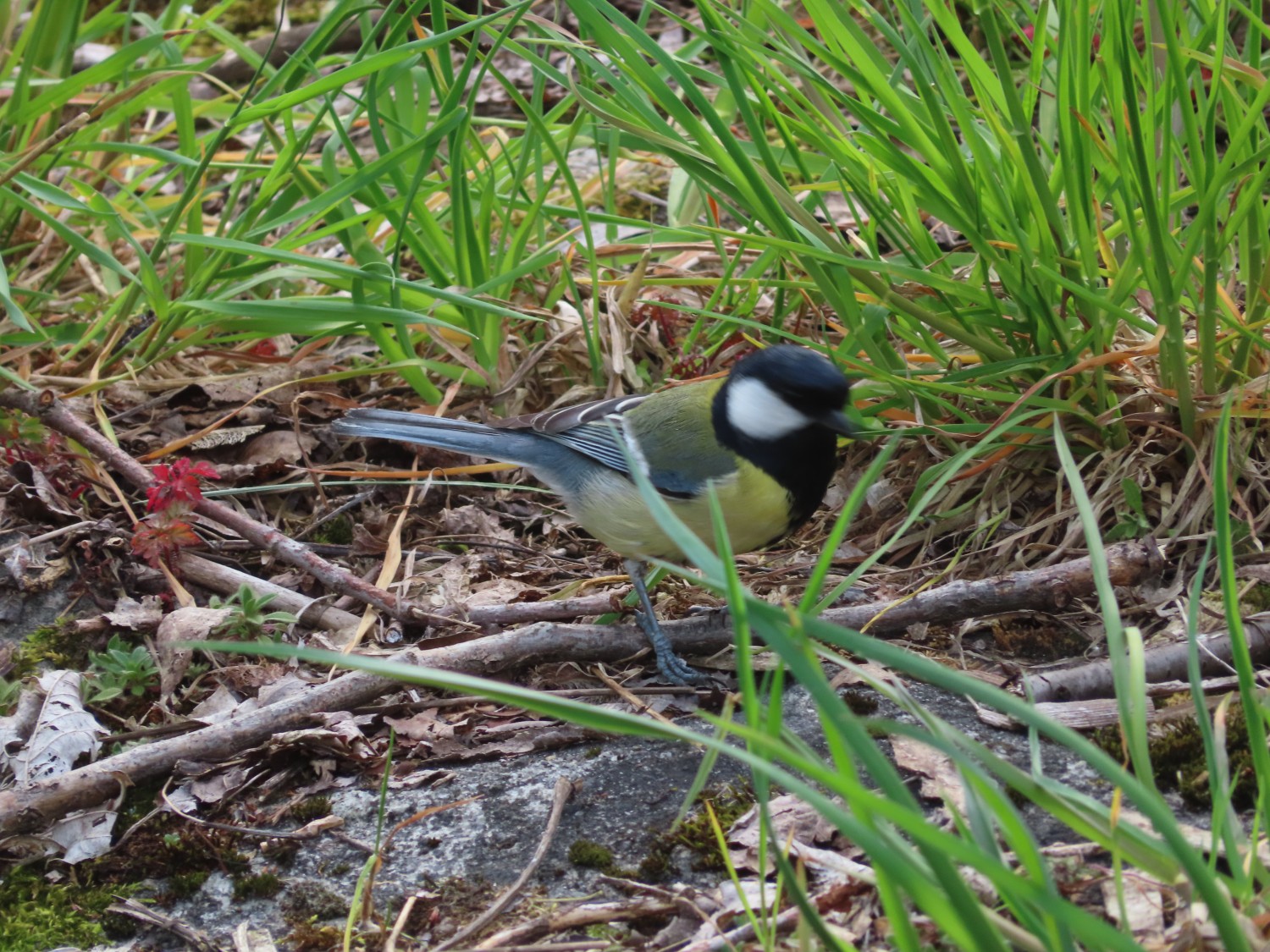 livebirdspoland_2d117d3b264ec47a58a2c3783df90699.jpg