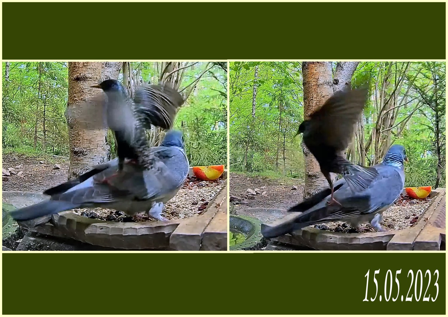 livebirdspoland_59c0f9df2a3da03be4b4fea9cb796145.jpg
