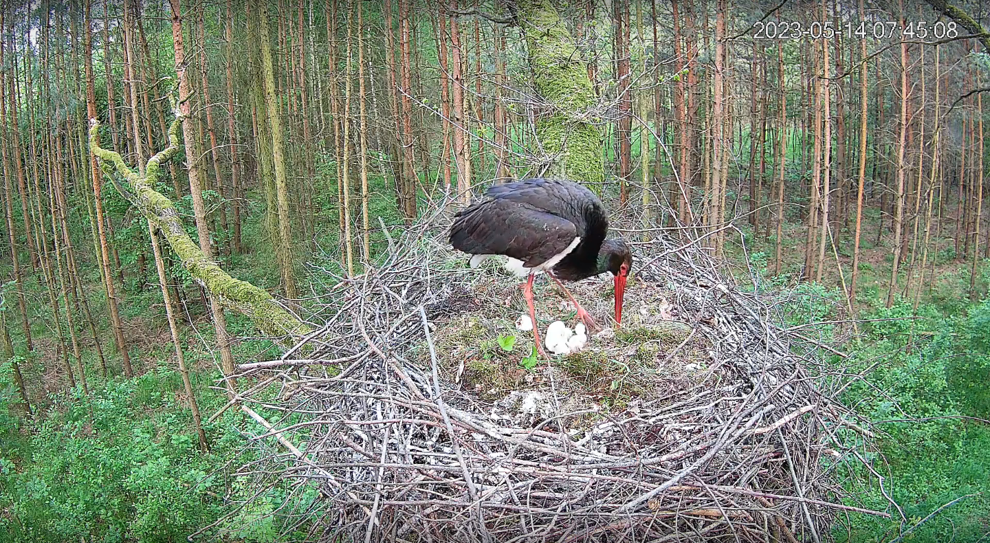 livebirdspoland_a791b705aa9a081170b4515a749452d5.png