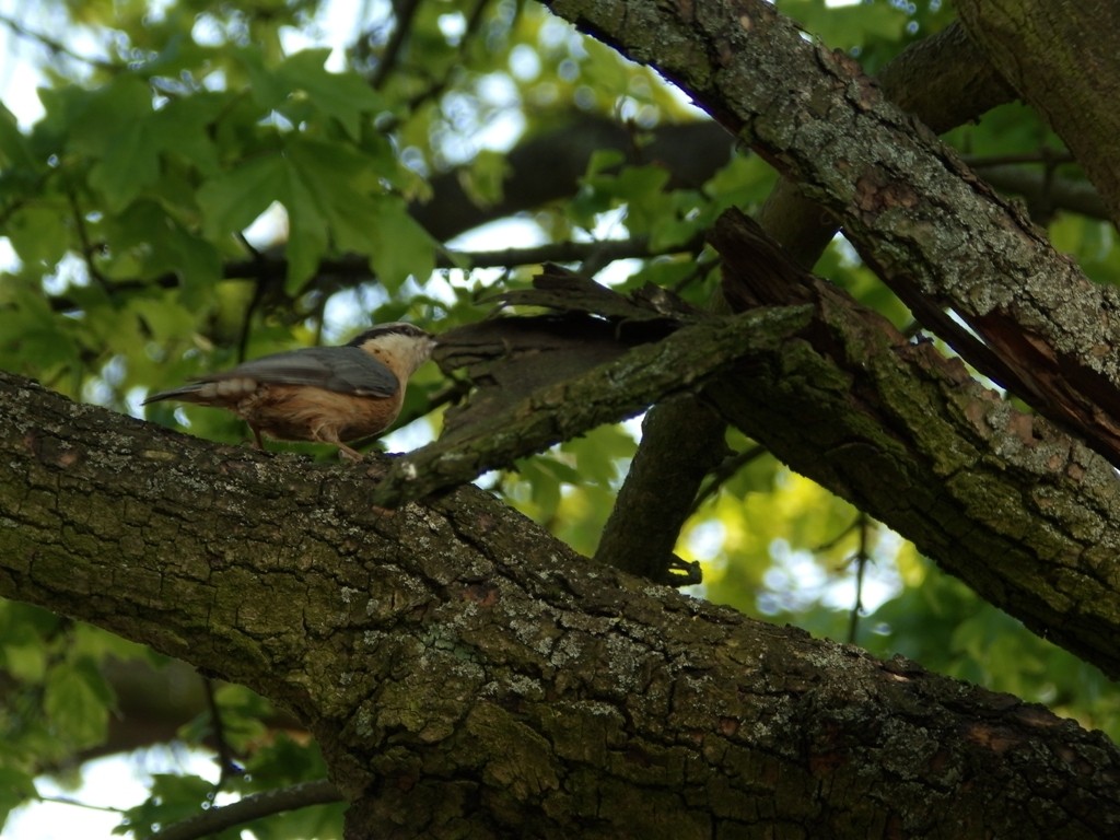 livebirdspoland_0ebe332c7ad6213c68f4f18fca2a7fb1.jpg