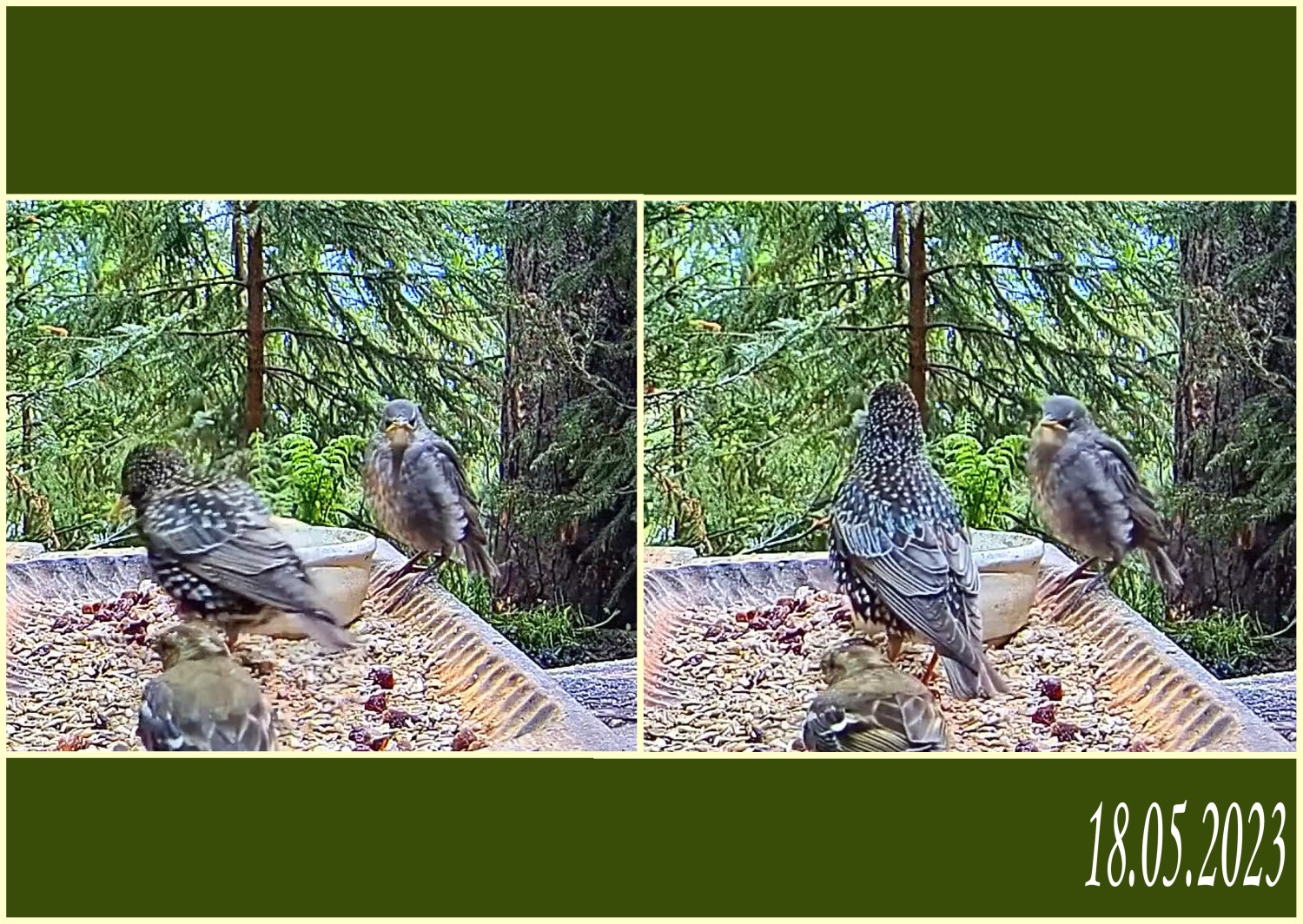 livebirdspoland_bc0642ef4b11fb9641b367a7fe272b06.jpg