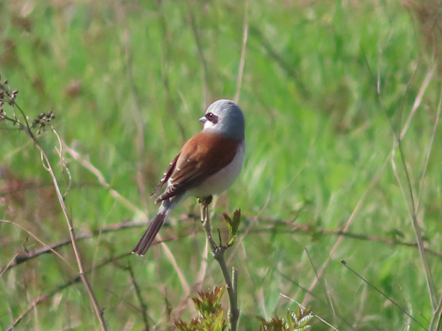 livebirdspoland_27fd4b146edb5b3d0eb837dcbf538cb3.jpg