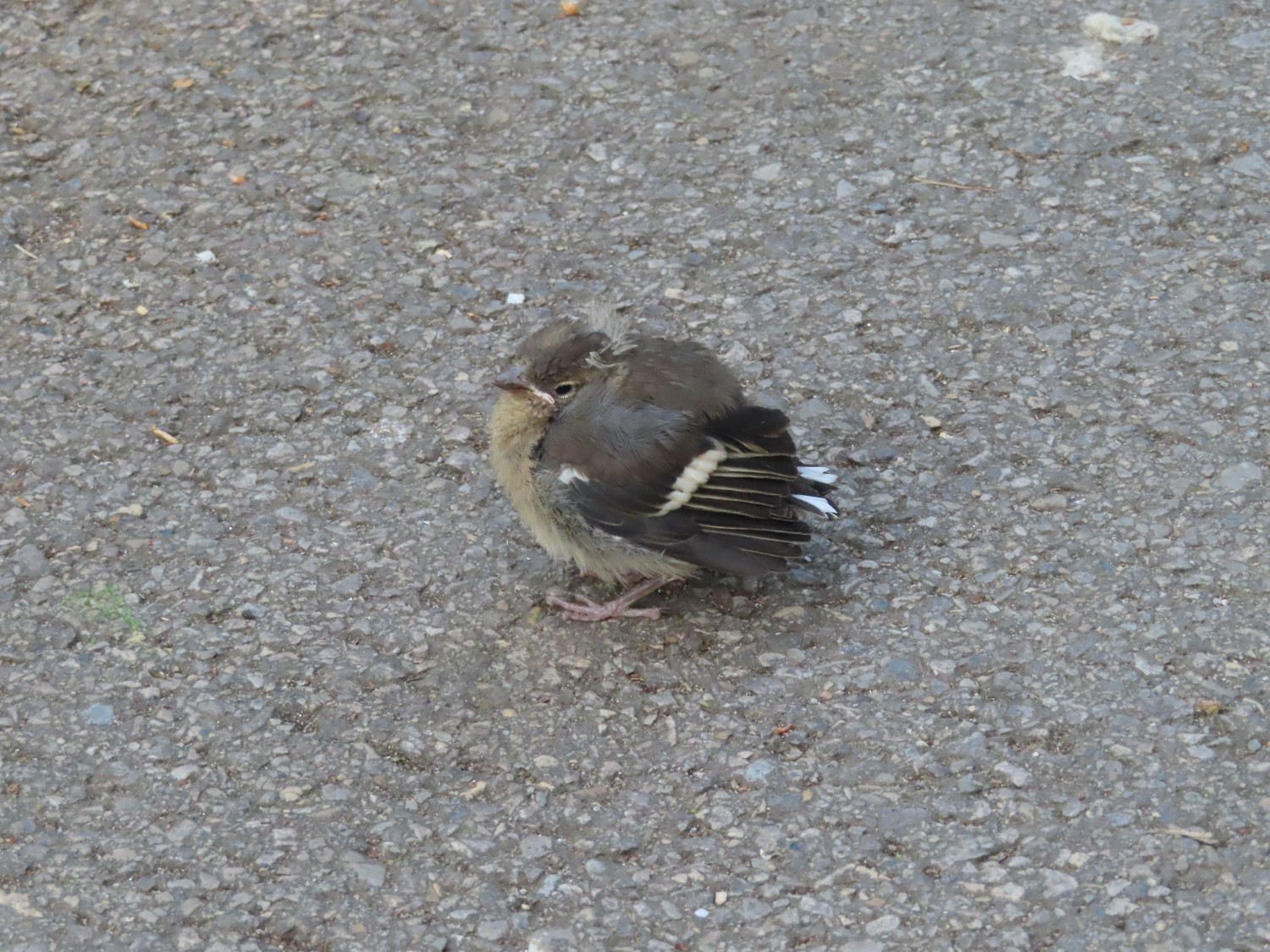 livebirdspoland_d8edab762f2ad8108309404300c93835.jpg