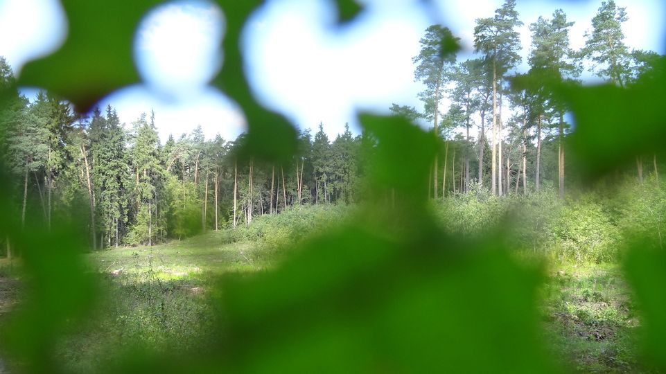 livebirdspoland_1c8dd46c330b4e8ab5e11c48f7775ffd.png