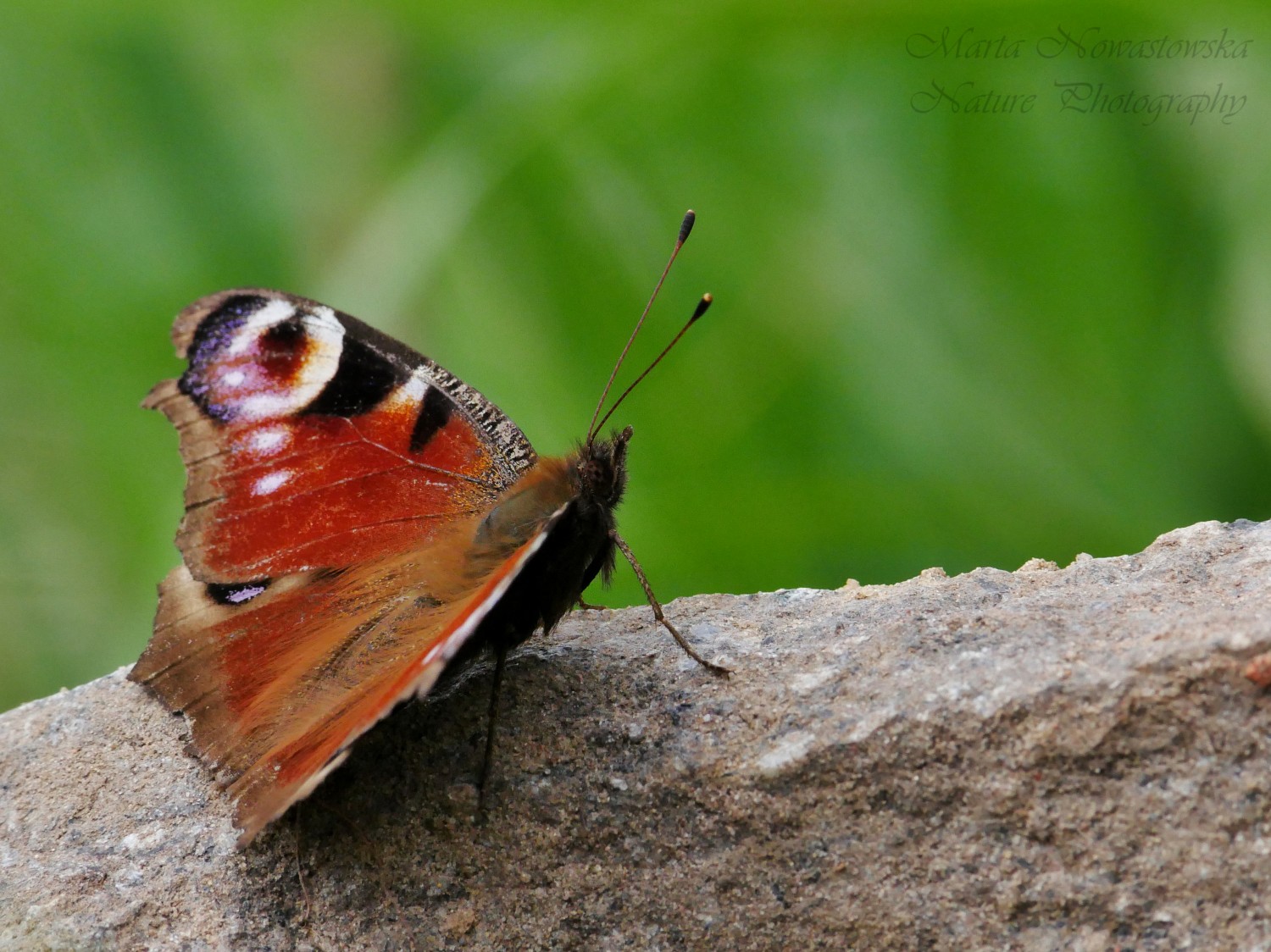 livebirdspoland_e3478b7d4bfa0cba7893156df8be5437.jpg