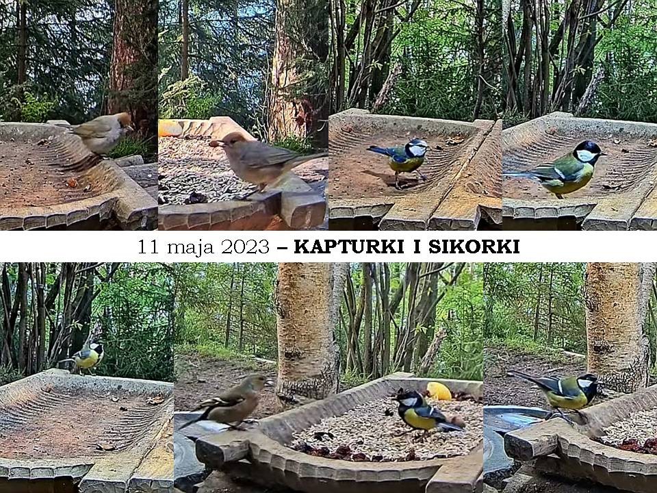 livebirdspoland_f8001423efda1b7b6ed3d7d09e7ce14f.jpg