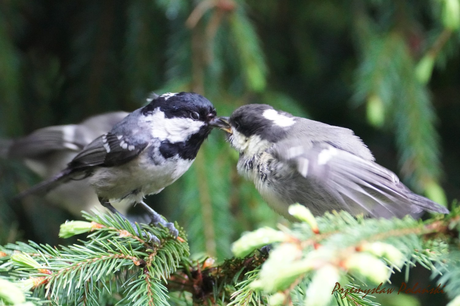 livebirdspoland_251f89c892448ca699423a1d4970fa37.jpg