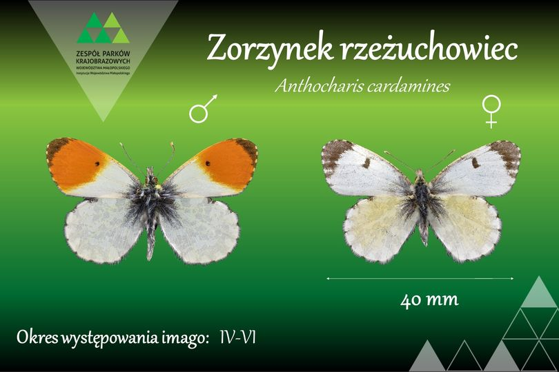 livebirdspoland_429276afd3d410c0e94f8cc4527fce35.png