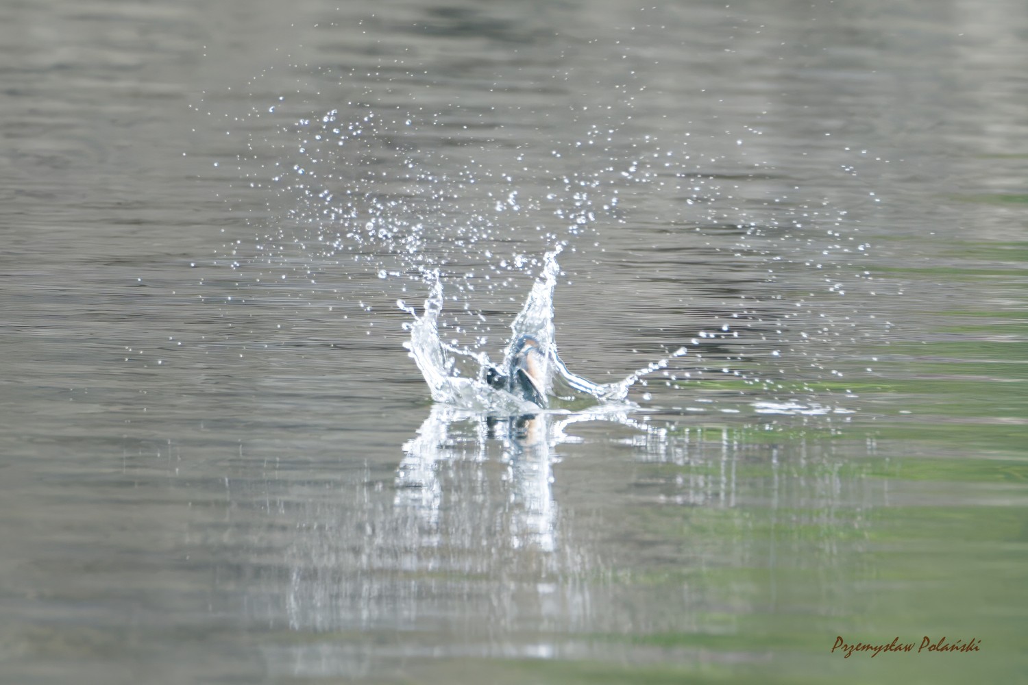 livebirdspoland_4296ae34c7351c72d0dc51330ff690c5.jpg