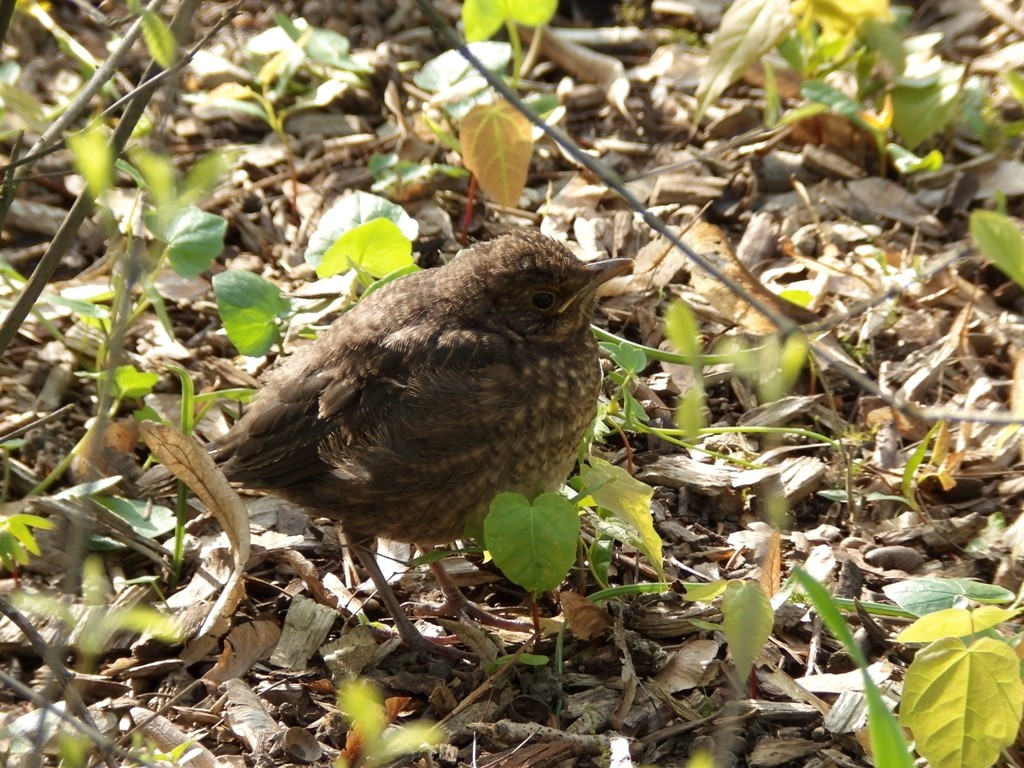 livebirdspoland_9d7c6284a4cdf2600185ba0b6177875d.jpg