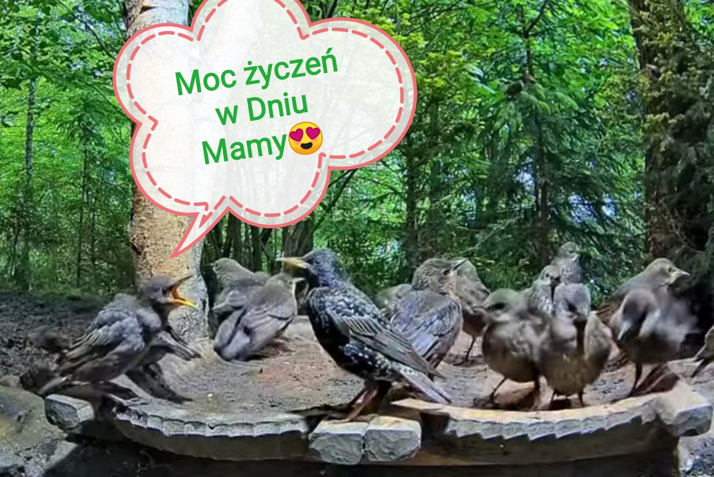 livebirdspoland_01ab55de72f3970d96e3699ca7a1c828.jpg