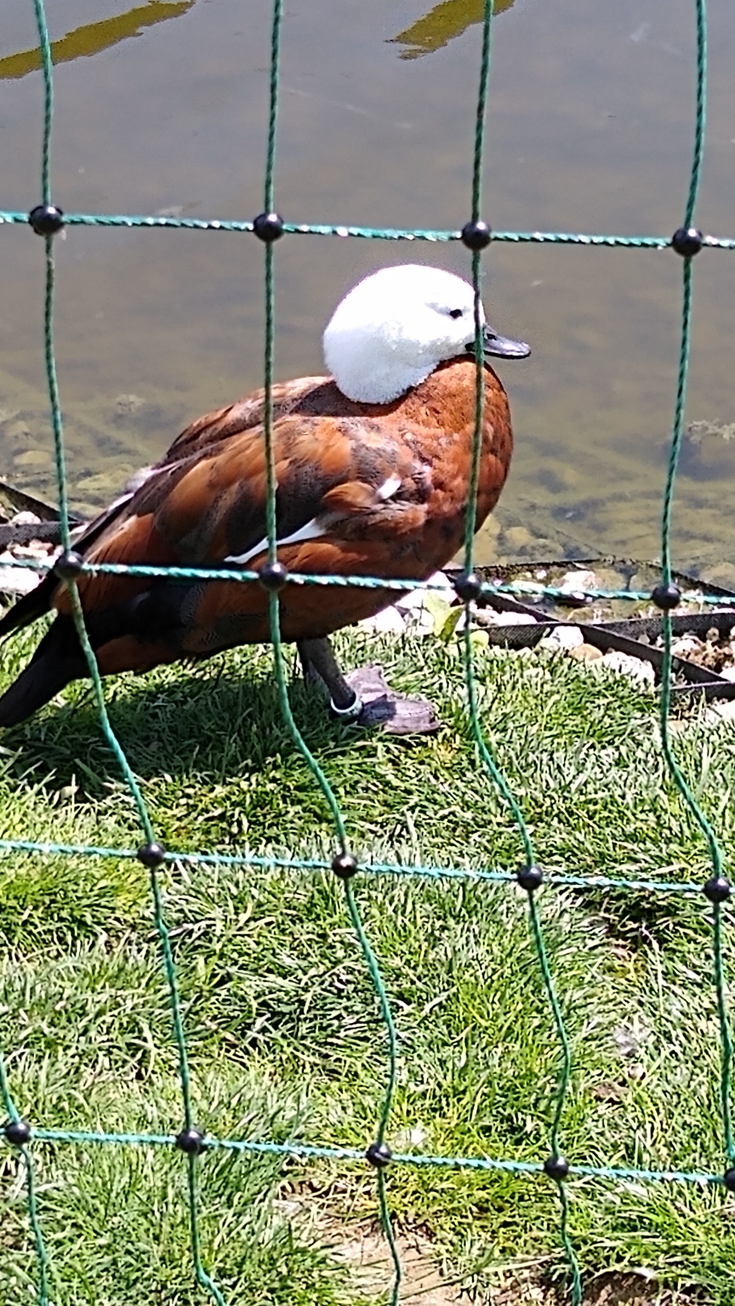 livebirdspoland_ef8851679b706906292165609725fde9.jpg