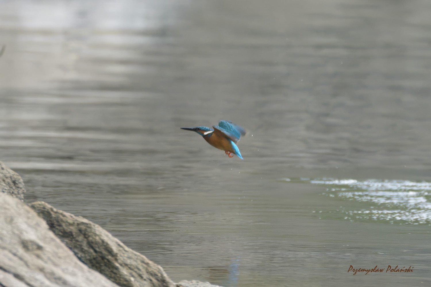 livebirdspoland_7cc65c17d0e81c2fc97568eca36d9367.jpg