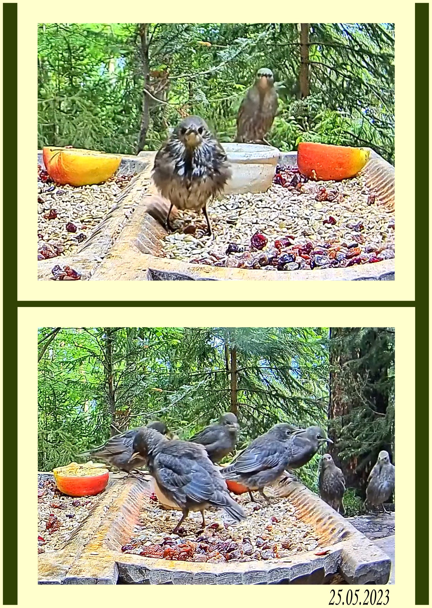 livebirdspoland_db4028fff7f5c052902c8ce3c074e0eb.jpg
