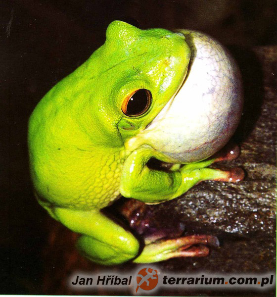 livebirdspoland_97a8f9960b15d91b7940bfd34f37e72a.png