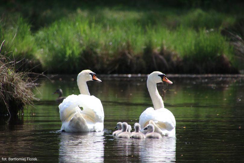 livebirdspoland_98605e6adb8da61e579fa57418d16a35.png