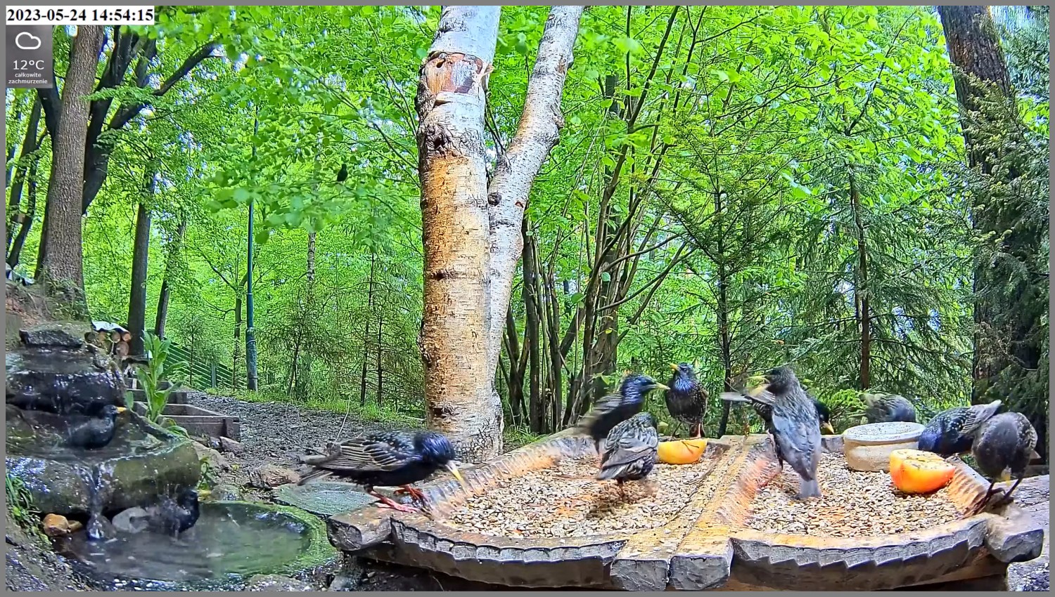 livebirdspoland_51579017f1bdf677acd0c7c089adb6e5.jpg