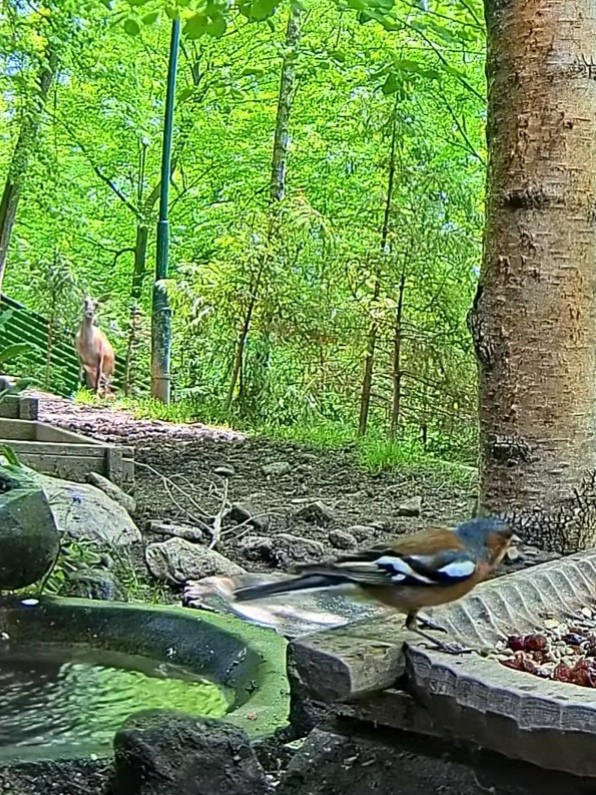 livebirdspoland_1f1846bd49d48de444adf9e73768f785.jpg