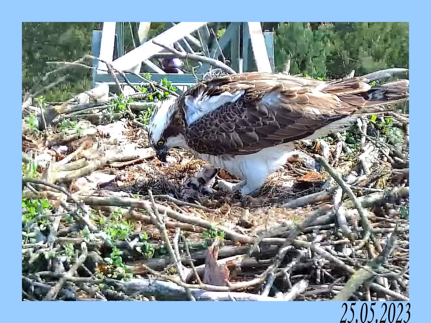 livebirdspoland_1be33679e095f15db9e6d6c599077181.jpg