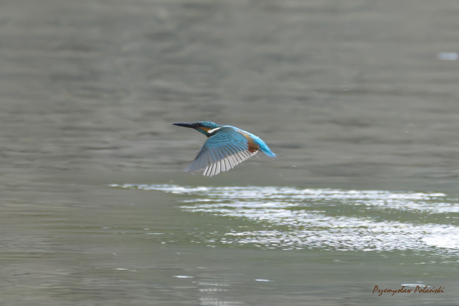 livebirdspoland_9566d677ff4b15dc57d90a8723399485.jpg
