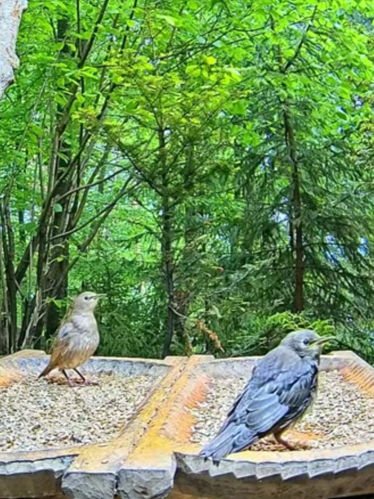 livebirdspoland_2fcb1dec9bfa3e877ff4f0e5ffa8e72b.jpg