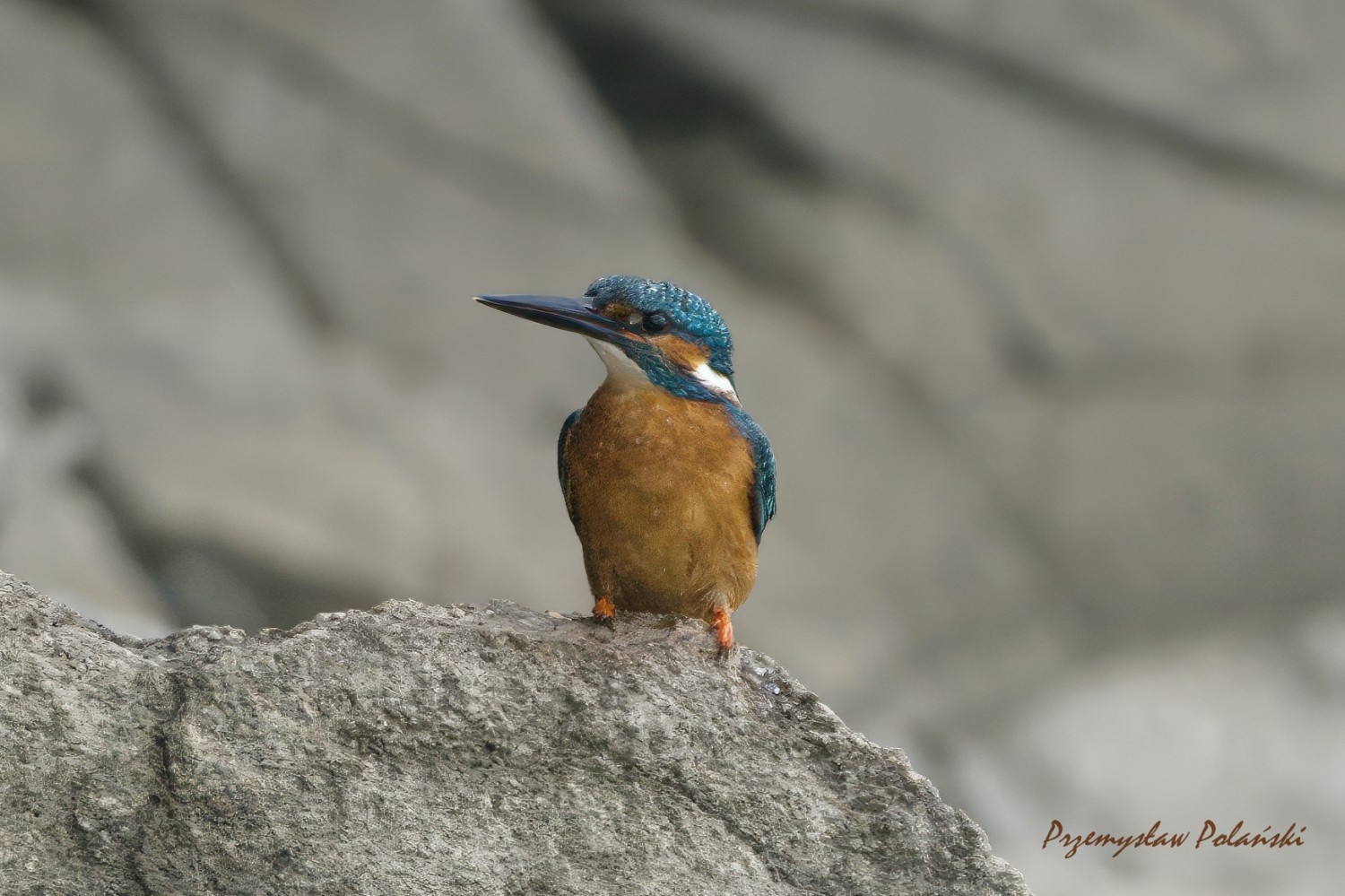 livebirdspoland_7bfbe965568113a2942e6ace2ee6fe0d.jpg