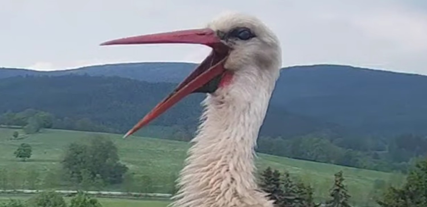 livebirdspoland_de651bc8a4c21fabbd75325de4f8ccb4.jpg
