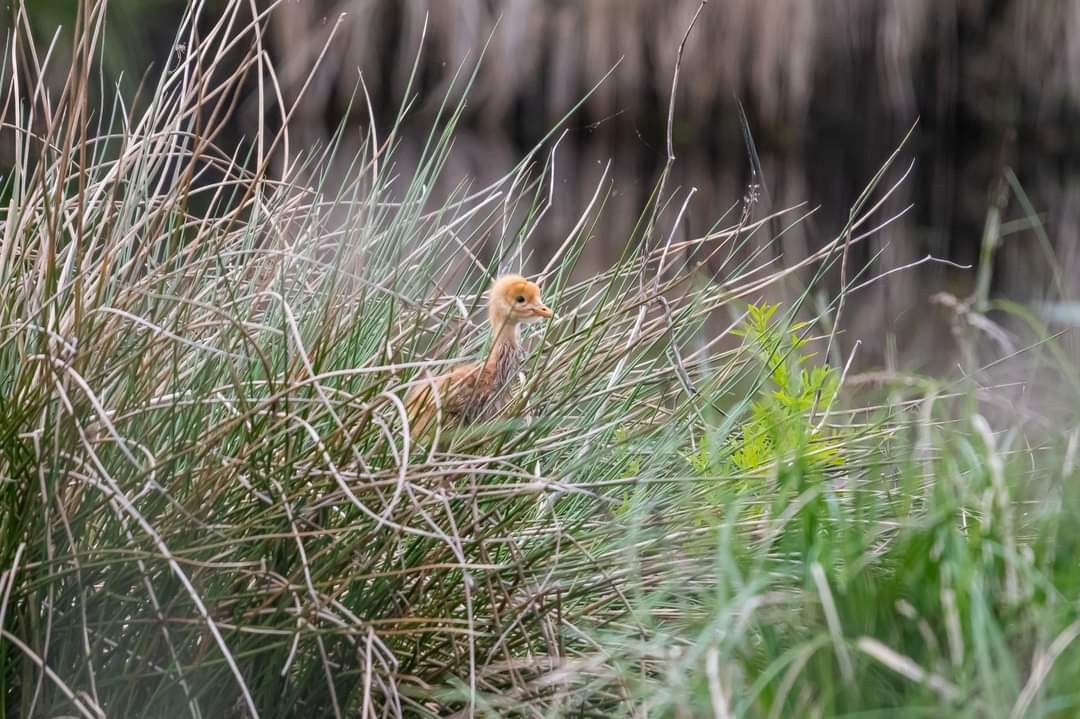 livebirdspoland_9675835710cebc2f673cfe894a599208.jpg