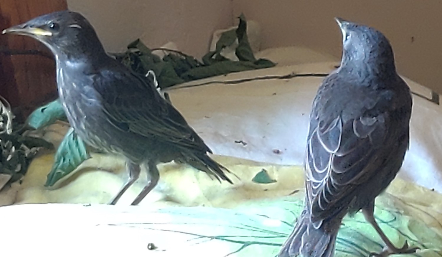 livebirdspoland_5f9c906370c265bf9f106568e0e2132b (1).jpg