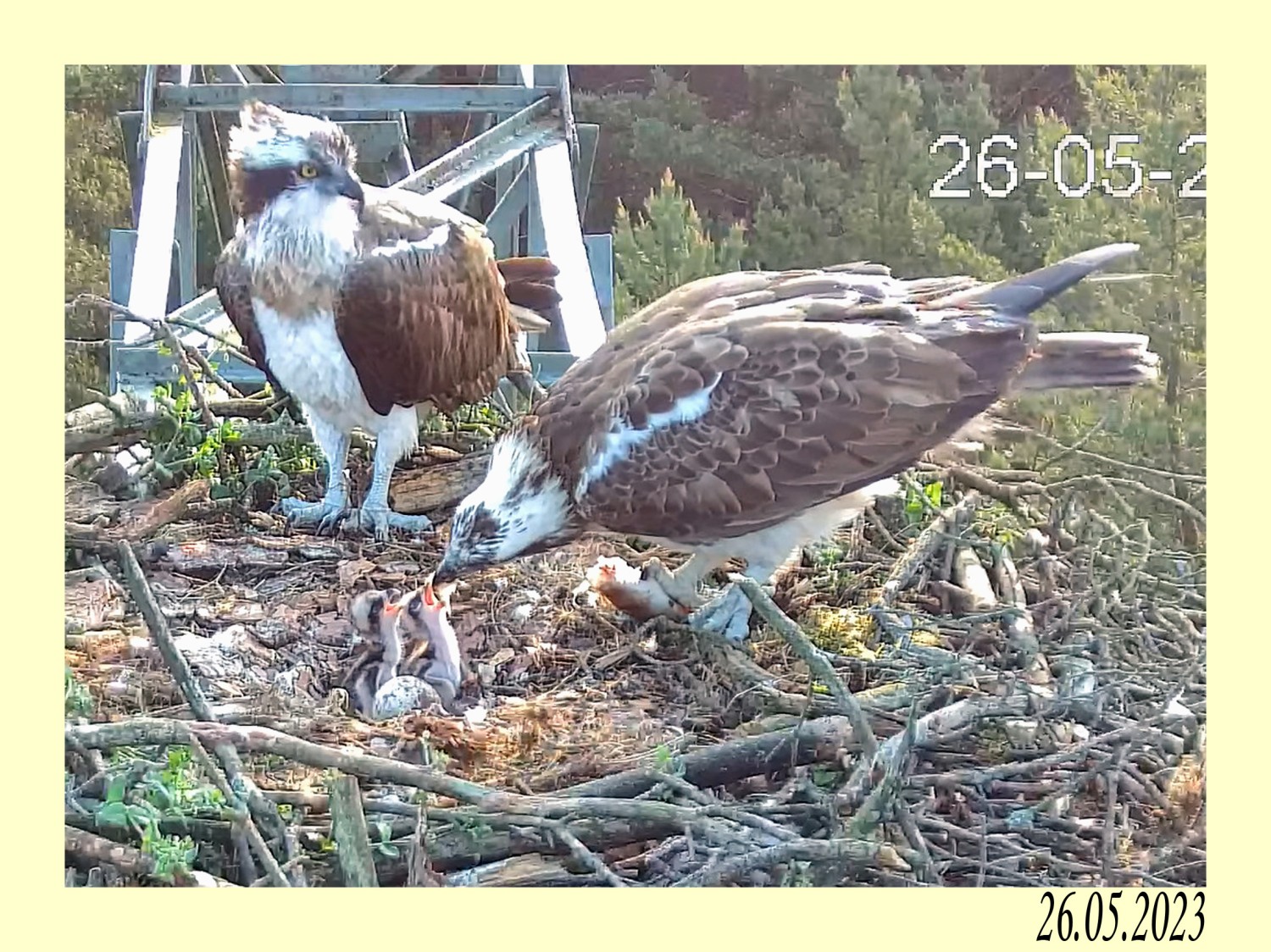 livebirdspoland_c326eb7f6477c488b44b94517f85b92e.jpg