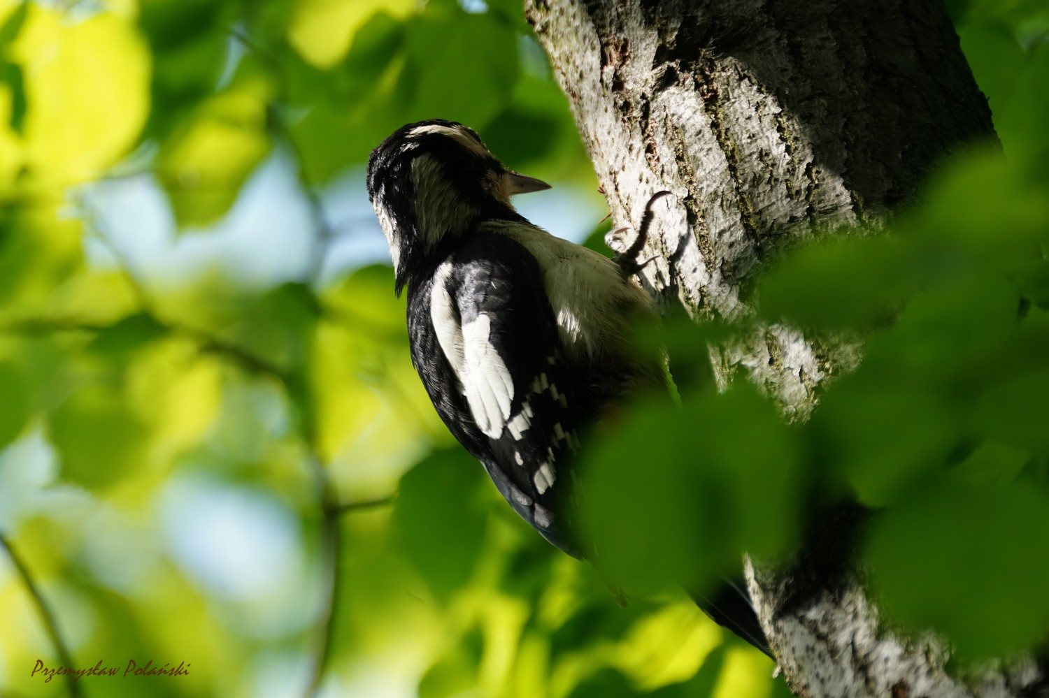 livebirdspoland_b062aa6f3f6a13e3ba57a69f31602f42.jpg