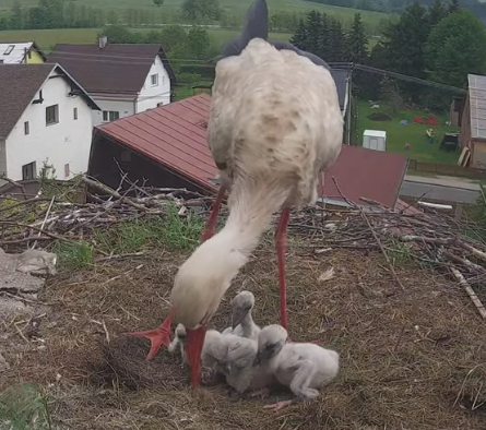 livebirdspoland_413b5a1d8ef652e59e5e7f7733fe07f7.png
