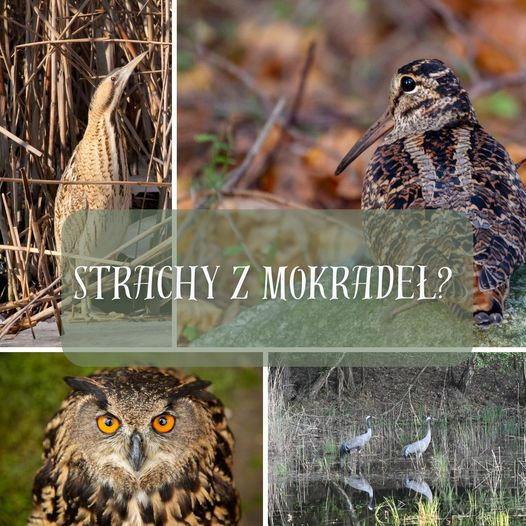 livebirdspoland_48d20a71407514be373a33a70eab847a.png