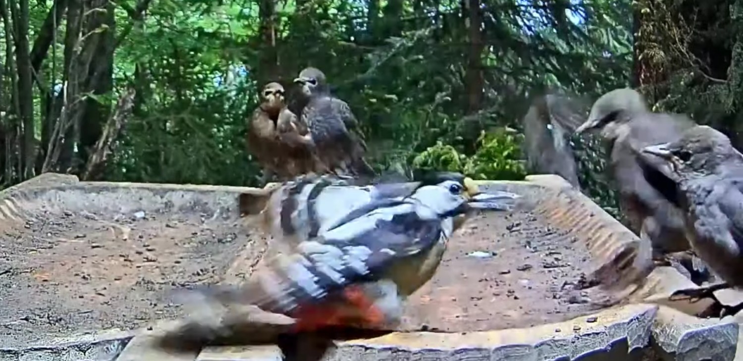 livebirdspoland_560b1d4fecda1e313d4051221a581221.jpg