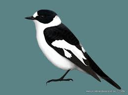 livebirdspoland_8111bd6eb995550ebb814602b16d534c.png