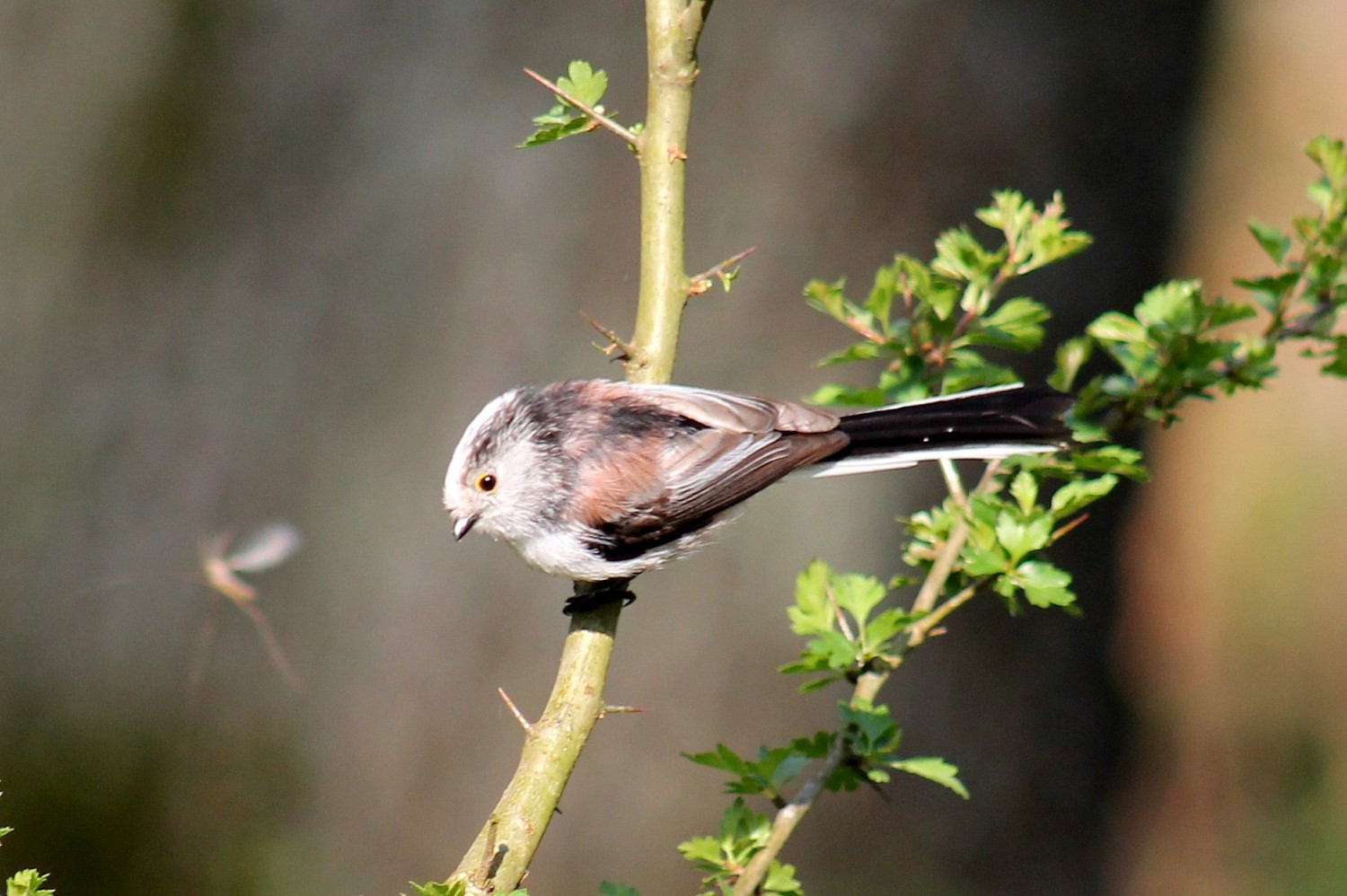 livebirdspoland_c4df74658c23b012ff247f3b2030f14d.jpg