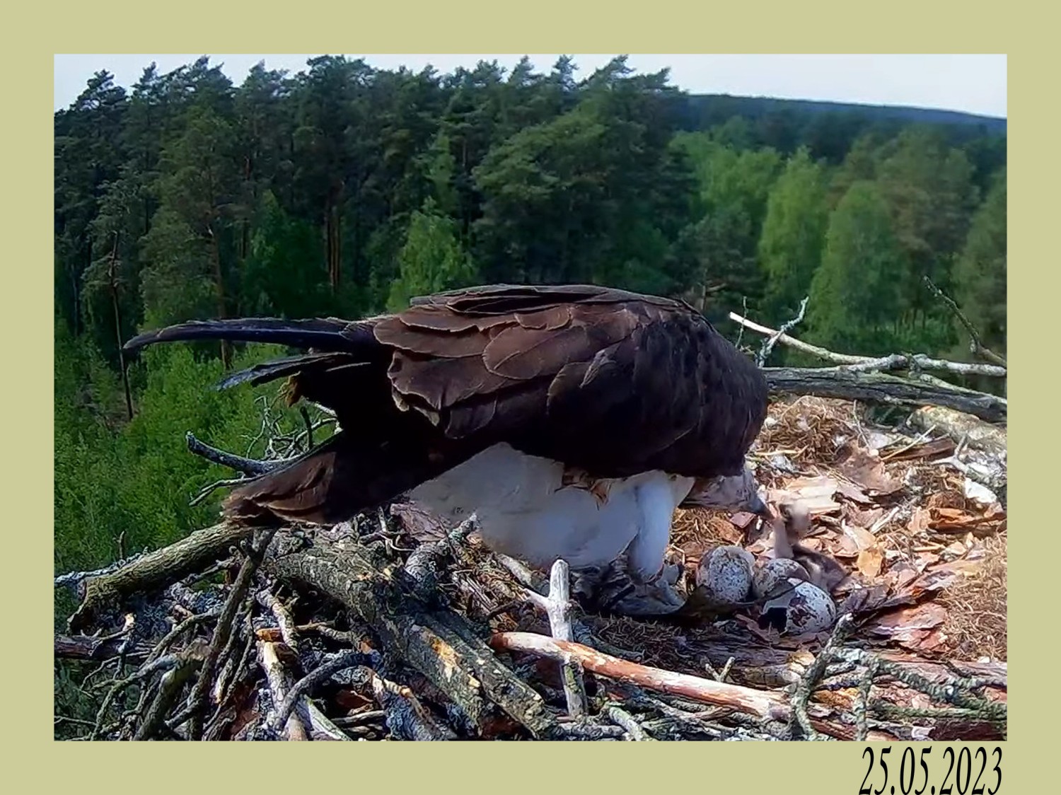 livebirdspoland_39d639b11a40b36a9f8731aab880f887.jpg