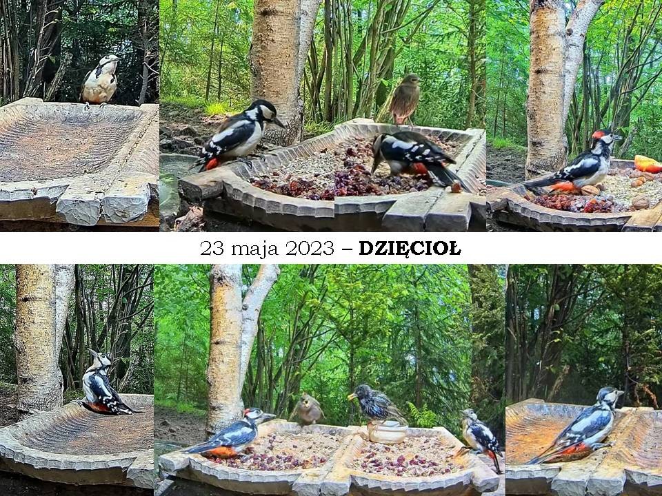 livebirdspoland_a4eaad533e343f96c08199272d6bf427.jpg