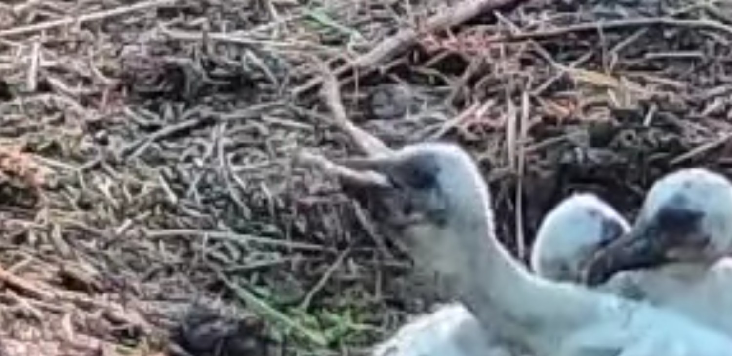 livebirdspoland_f580a77a08e42e76a69144b3626fa1d1.jpg