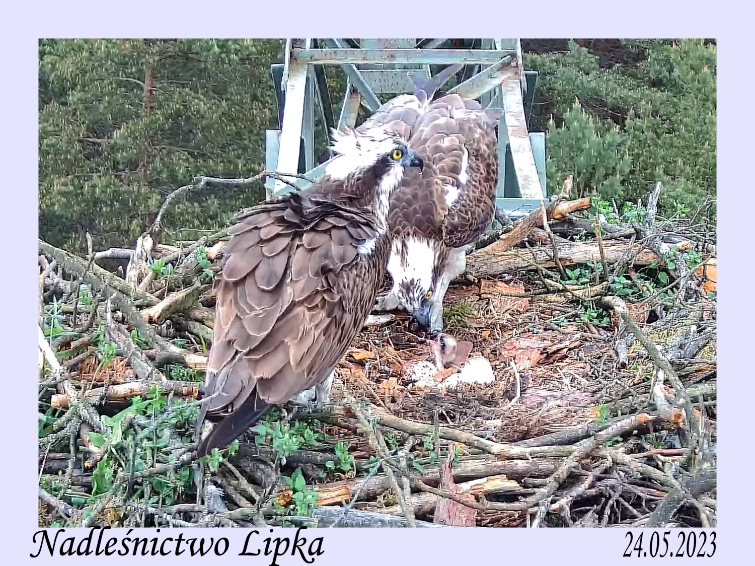 livebirdspoland_691e374816b4465fea37744a30ed9f85.jpg