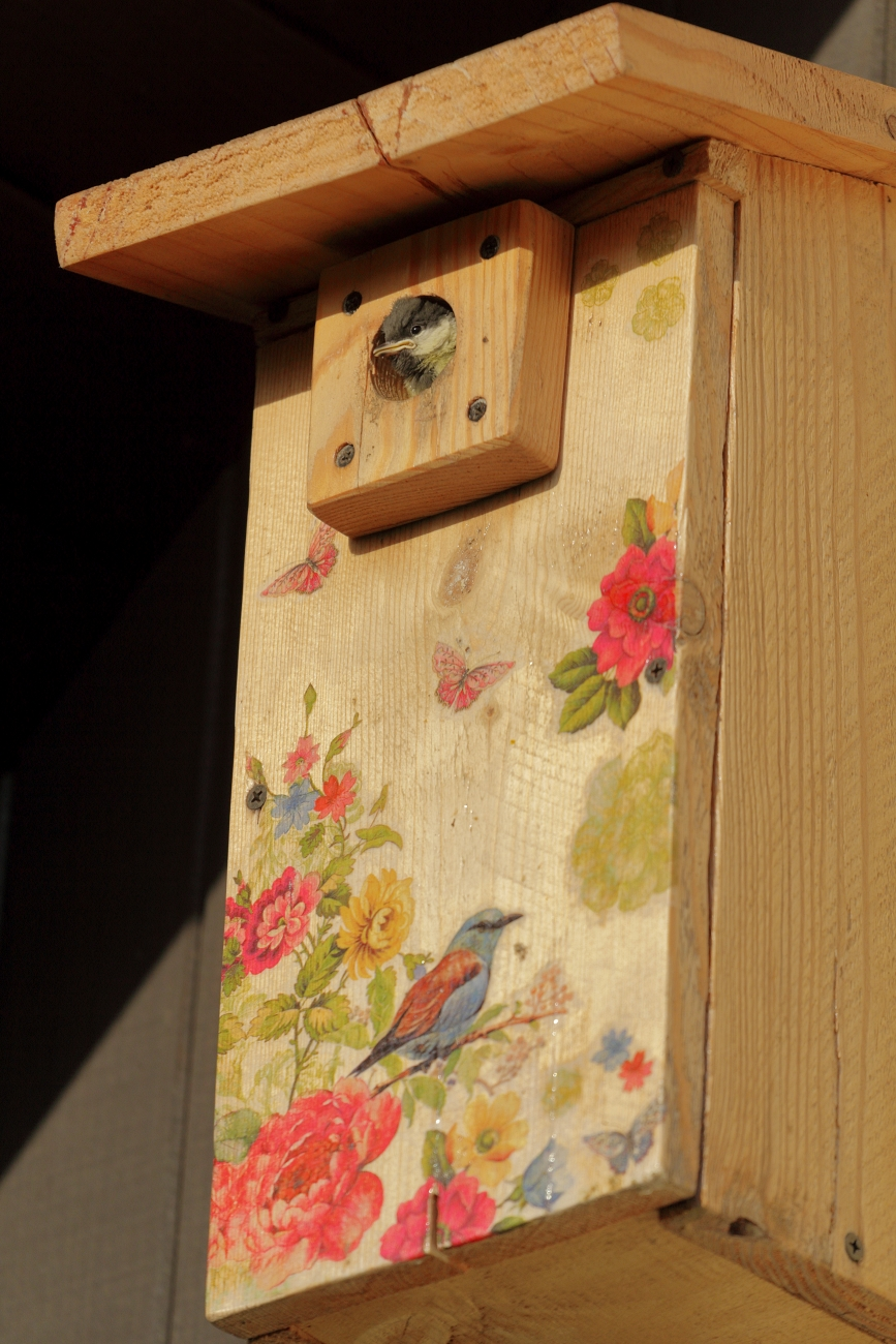 livebirdspoland_04a4b501ae94c9c5fd1856d433bb638b.png