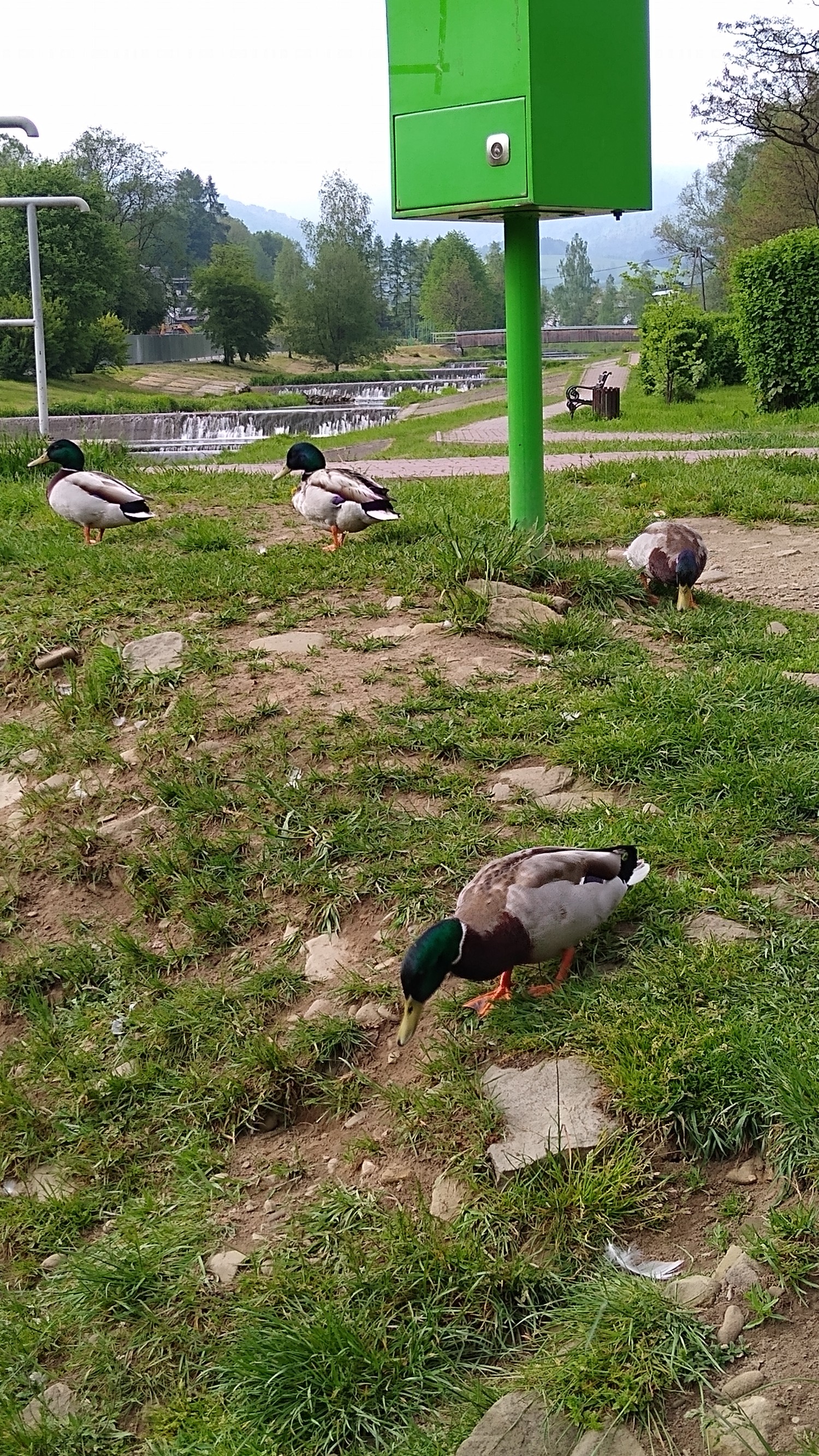 livebirdspoland_17b2cc0d0724bbbcdffe6287444c134b.jpg