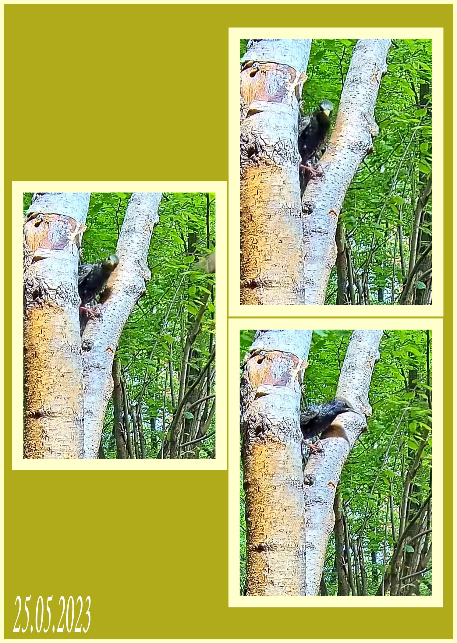livebirdspoland_d373dd8d3e1d992a823dcb4f5e1a8d4b.jpg