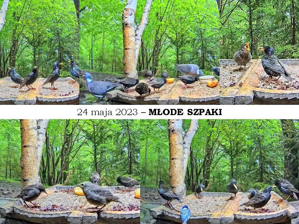 livebirdspoland_cb134c06edeef3872cf89ac21361078a.jpg