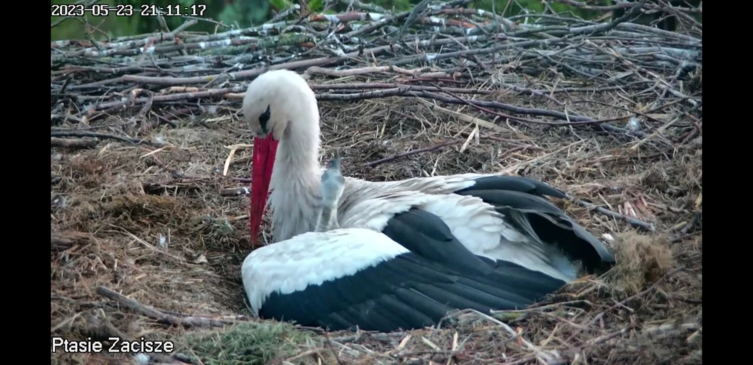 livebirdspoland_33d86e9863a1b2b021a325ce7d869999.jpg