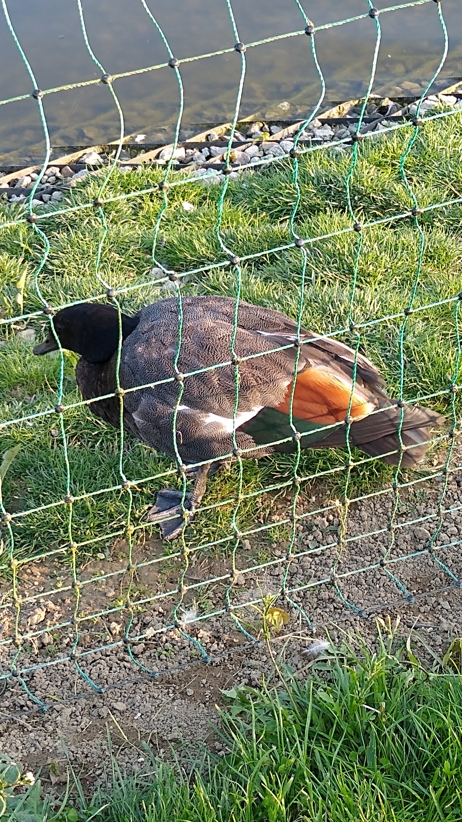 livebirdspoland_90d95b49d1bbd8da0350c6986b75cfda.jpg