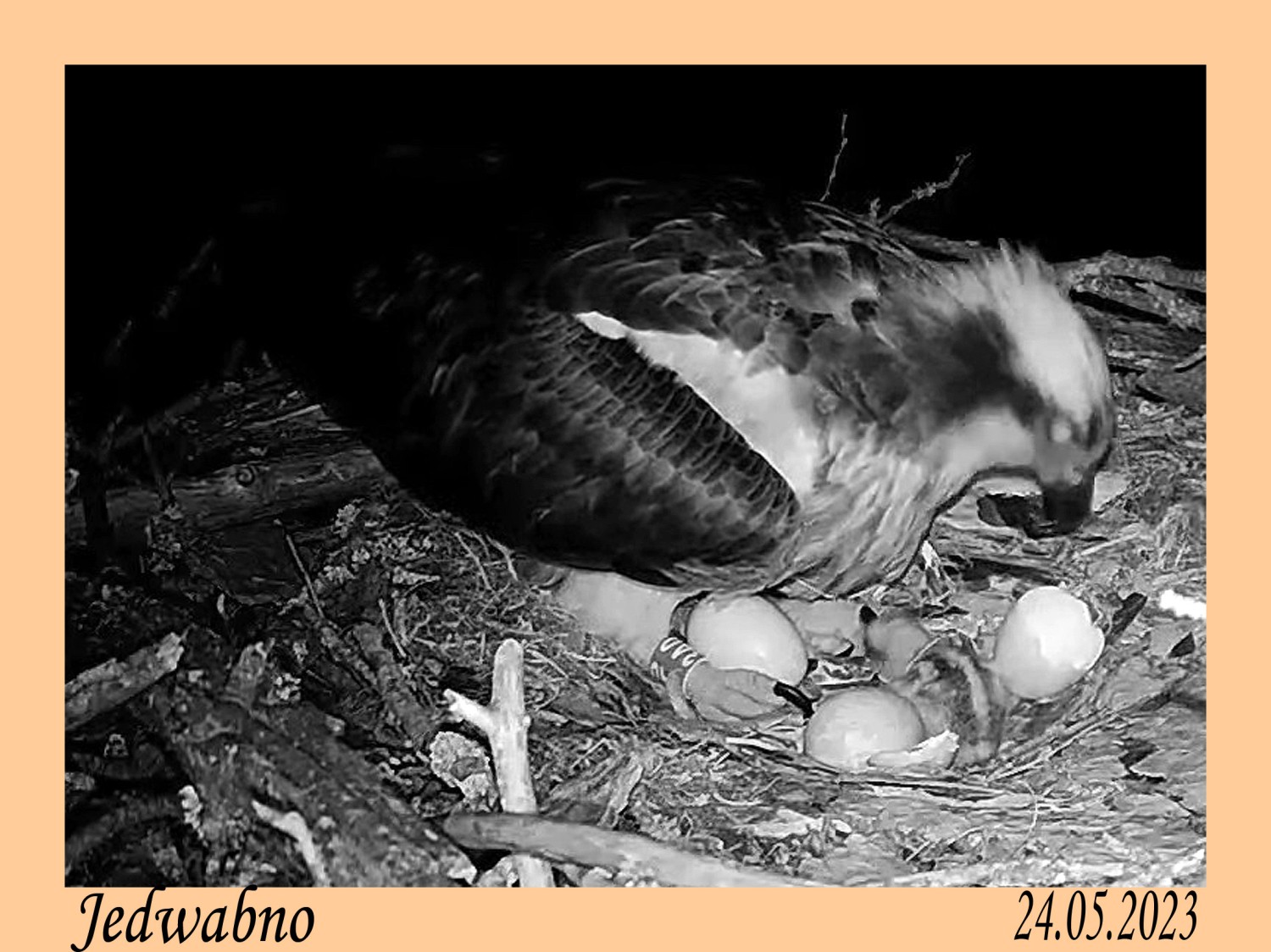 livebirdspoland_114b962ed65d4fcfe0f4398e729cf97a.jpg