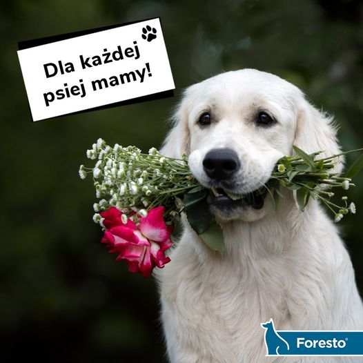 livebirdspoland_0611211a735b9b389153f91a0cd8ae3a.png