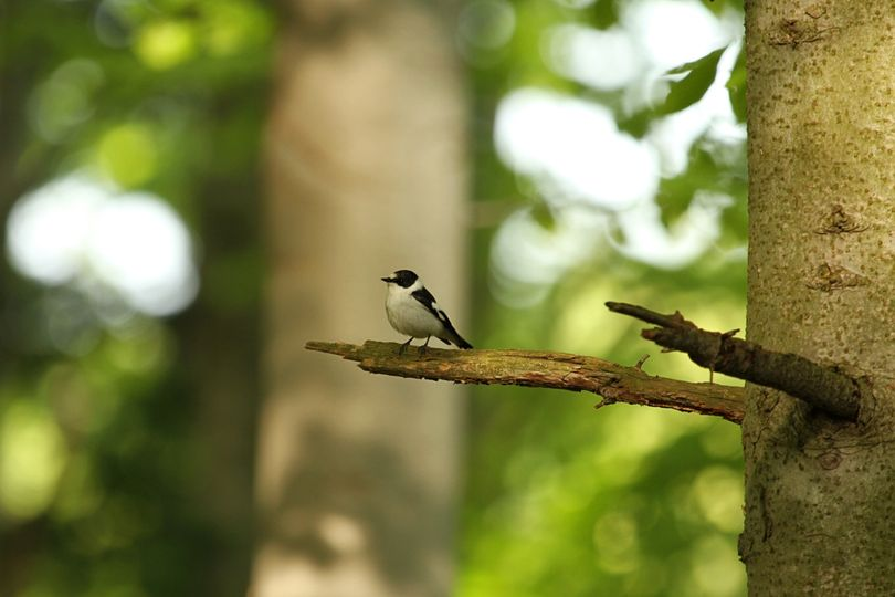 livebirdspoland_2d4caea9e42db6a23d8f0527e2e7eaf6.png
