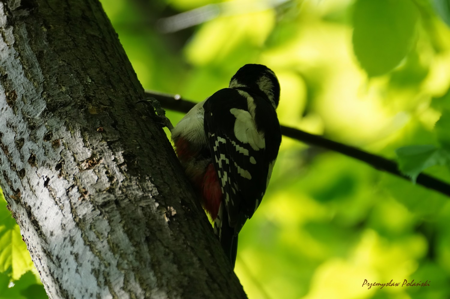 livebirdspoland_459d6b42db91bc30c85006ddd26a3432.jpg